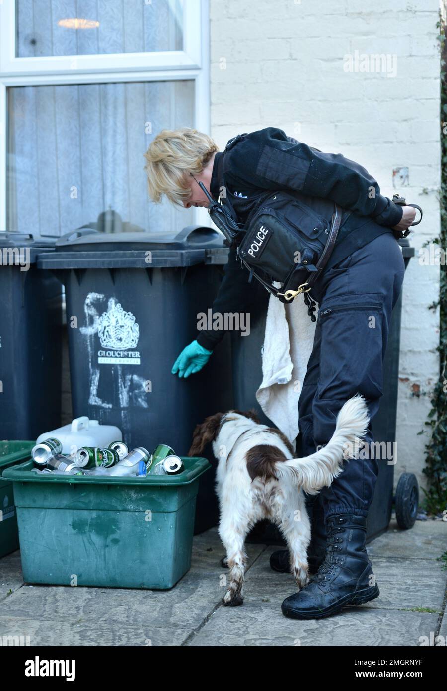 Un cane sniffer della polizia a Gloucester dove una di una serie di incursioni all'alba sono state fatte questa mattina come parte dell'operazione Zephyr mirante a rompere una cocaina Foto Stock