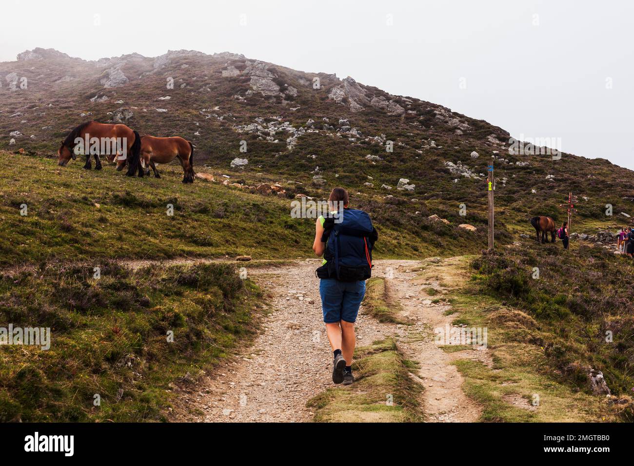 Pellegrini che camminano accanto ai cavalli pascolo lungo la strada di San Giacomo nei Pirenei francesi Foto Stock