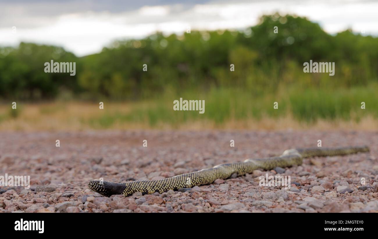 Deserto kingsnake, Bosque del Apache National Wildlife Refuge, New Mexico, USA. Foto Stock