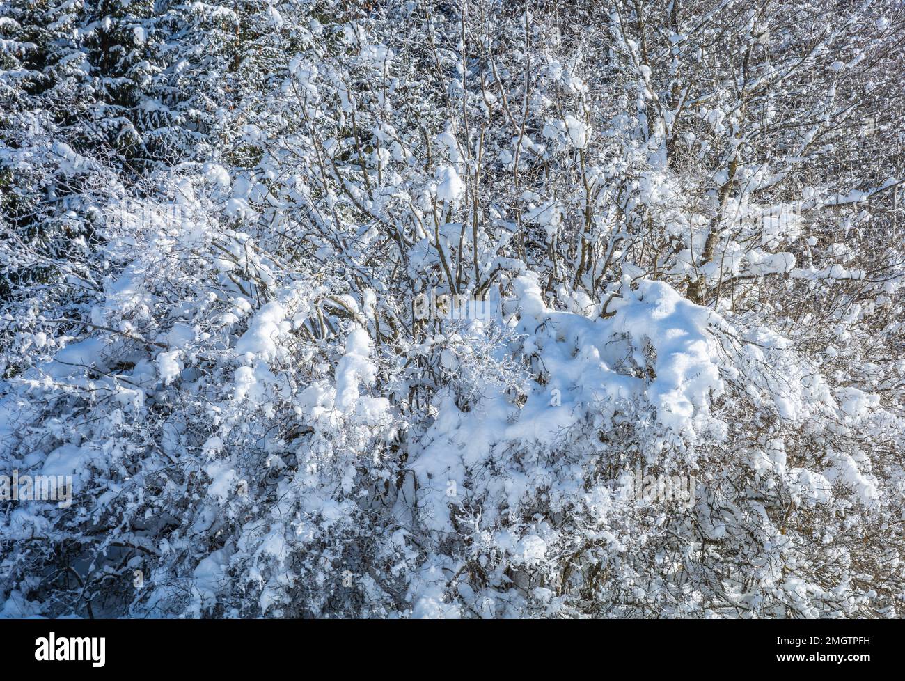 albero in un prato innevato in una giornata di sole. Parco Naturale Adamello Brenta, Trentino Alto Adige, Italia settentrionale, Europa Foto Stock