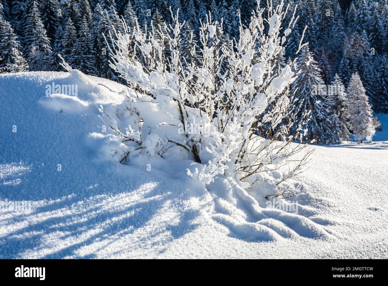 albero in un prato innevato in una giornata di sole. Parco Naturale Adamello Brenta, Trentino Alto Adige, Italia settentrionale, Europa Foto Stock