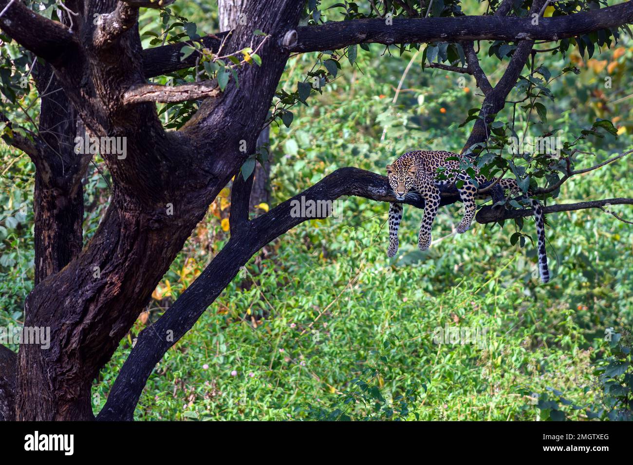 leopardo indiano (Panthera pardus fusca) dalla riserva della tigre di Nagarahole, Karanataka, India meridionale. Foto Stock