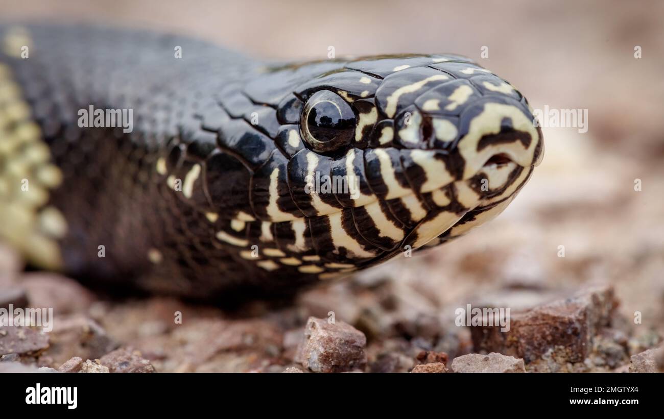 Deserto kingsnake, Bosque del Apache National Wildlife Refuge, New Mexico, USA. Foto Stock