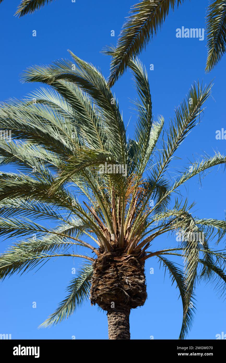 Foglie di palma verde su sfondo cielo blu con spazio di copia per il testo Foto Stock