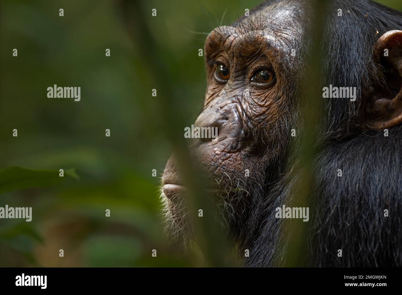 Scimpanzé grandi Apes Foto Stock
