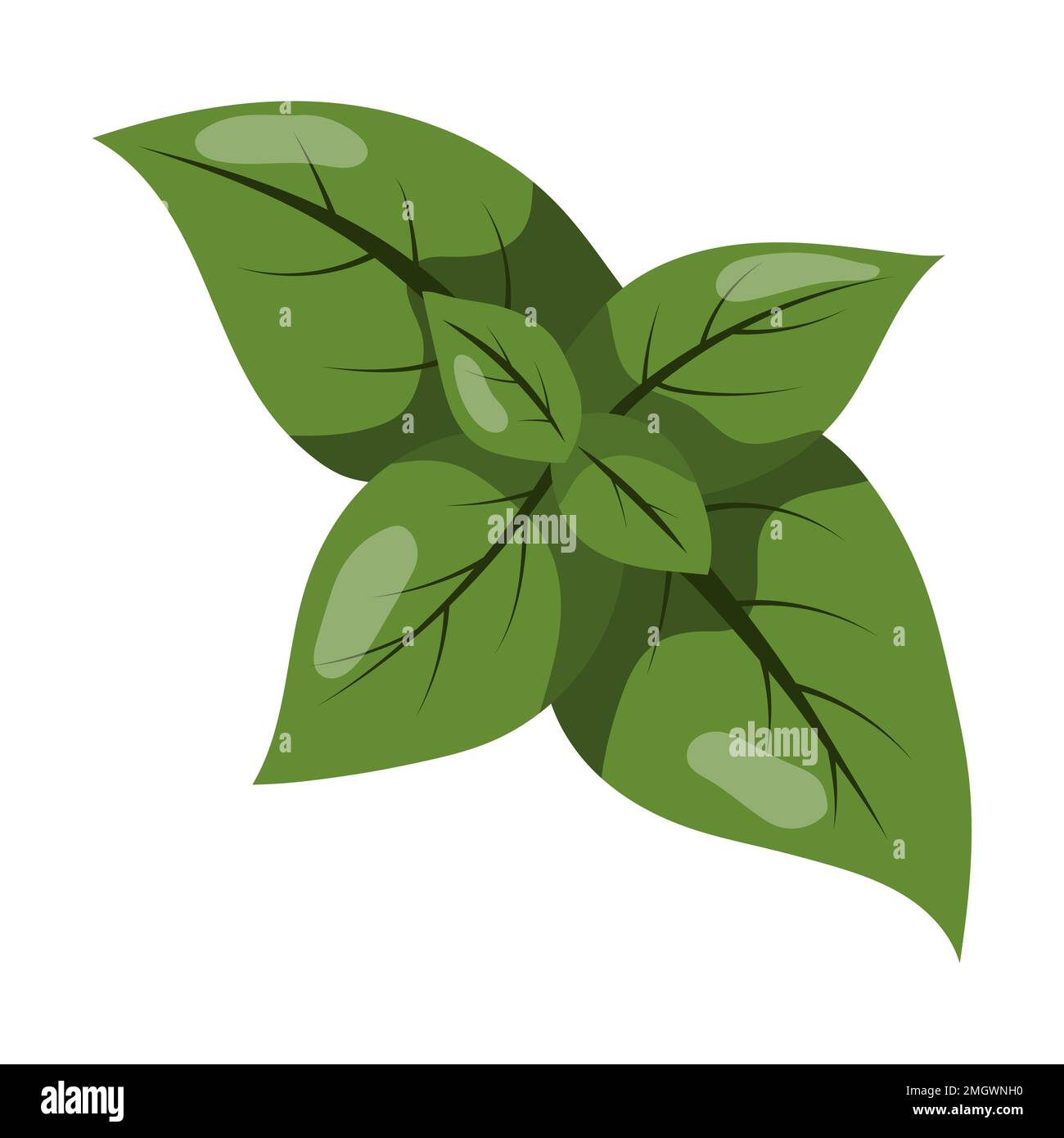 Ramoscello di basilico. illustrazione vettoriale su sfondo bianco Illustrazione Vettoriale