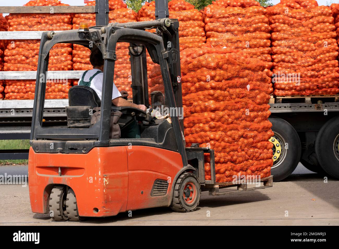 Campagna raccolta cipolle. Preparazione di confezioni di cipolla gialla per la spedizione. Manipolazione postharvest di vegetali e raccolti di radice. Foto Stock