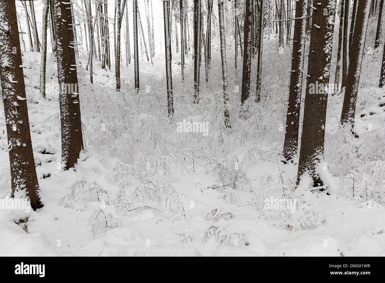 La mattina presto dopo una forte tempesta di neve e una vista su una foresta primordiale di Kocevski rog con neve fresca sugli alberi, Kocevje, Slovenia Foto Stock