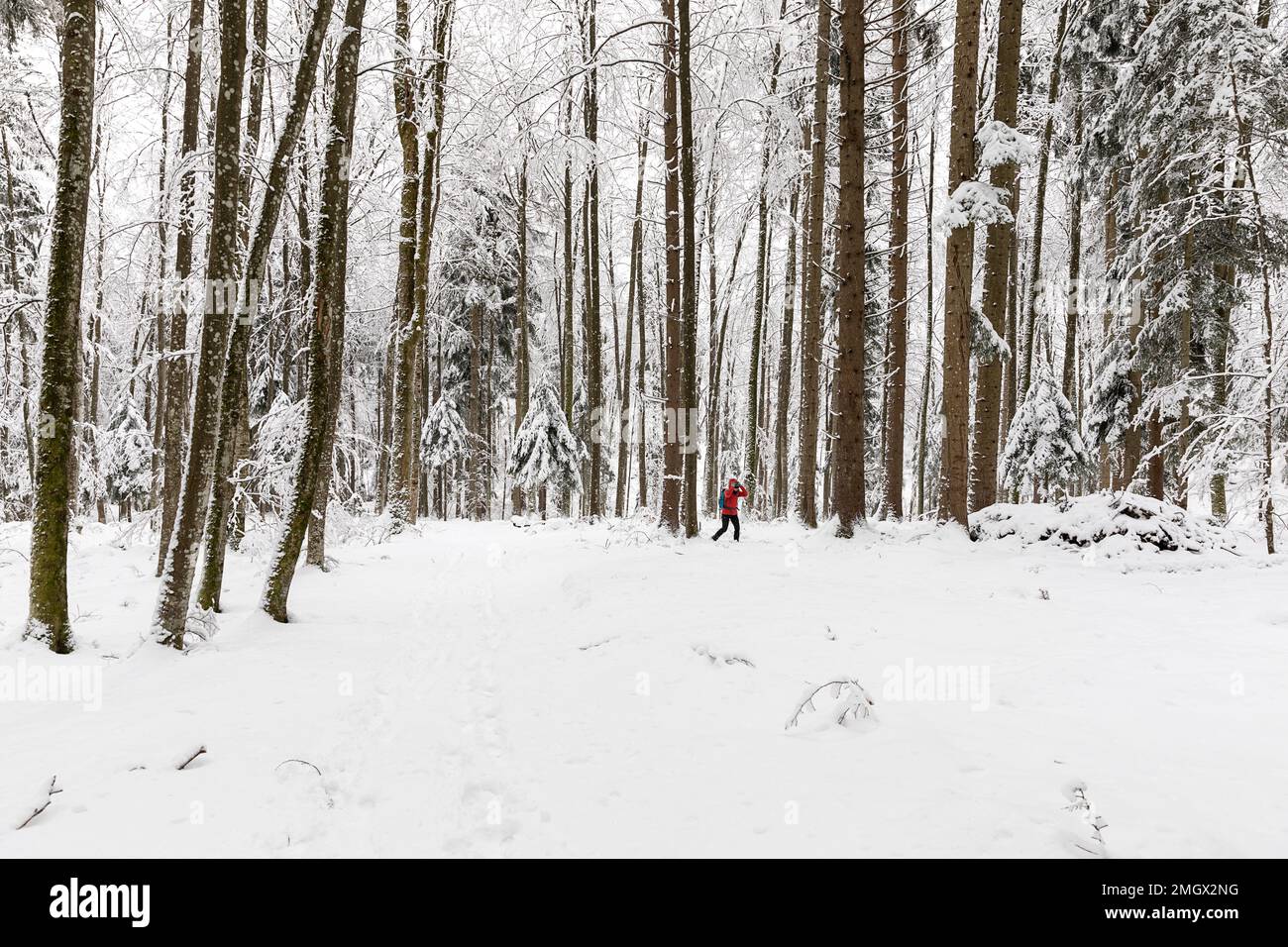 Donna che esplora la foresta primordiale di Kocevski rog dopo una forte tempesta di neve, neve fresca che copre alberi e paesaggi, Kocevje, regione di Dolenjska. Slovenia Foto Stock