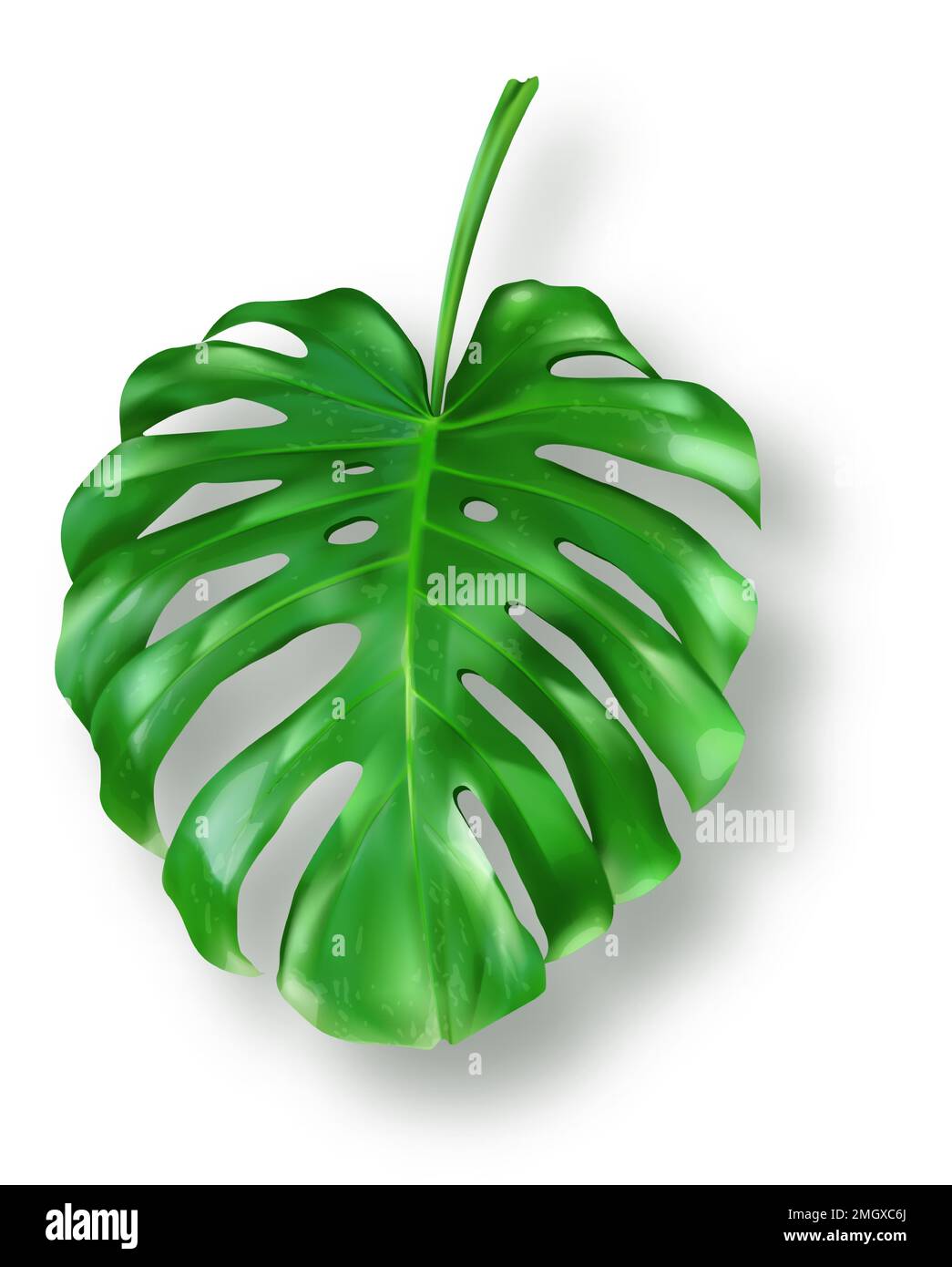 Foglia di mostera verde tropicale su sfondo bianco vettore. Bellissimo elemento di design isolato botanico, pianta di palma tropicale giungla, esotica foglia di filodendro con gambo in stile realistico Illustrazione Vettoriale