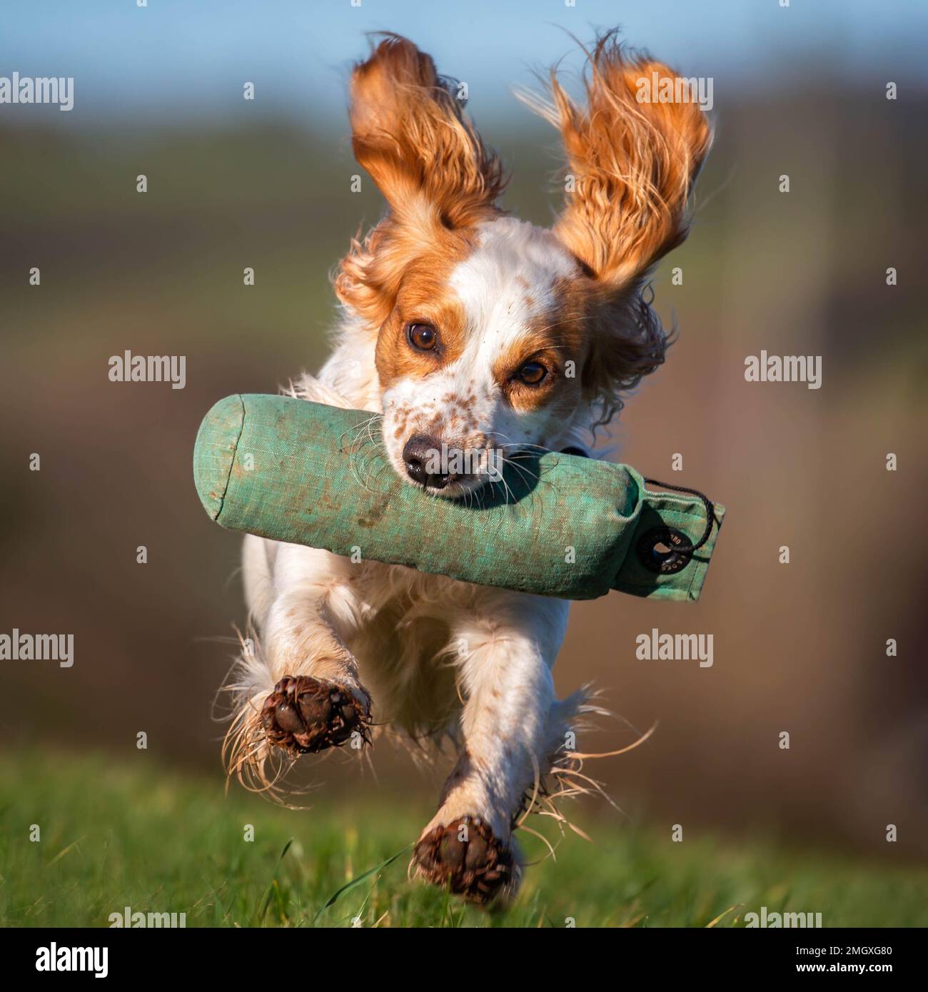 limone roan inglese cocker spaniel ritratto testa shot Foto Stock