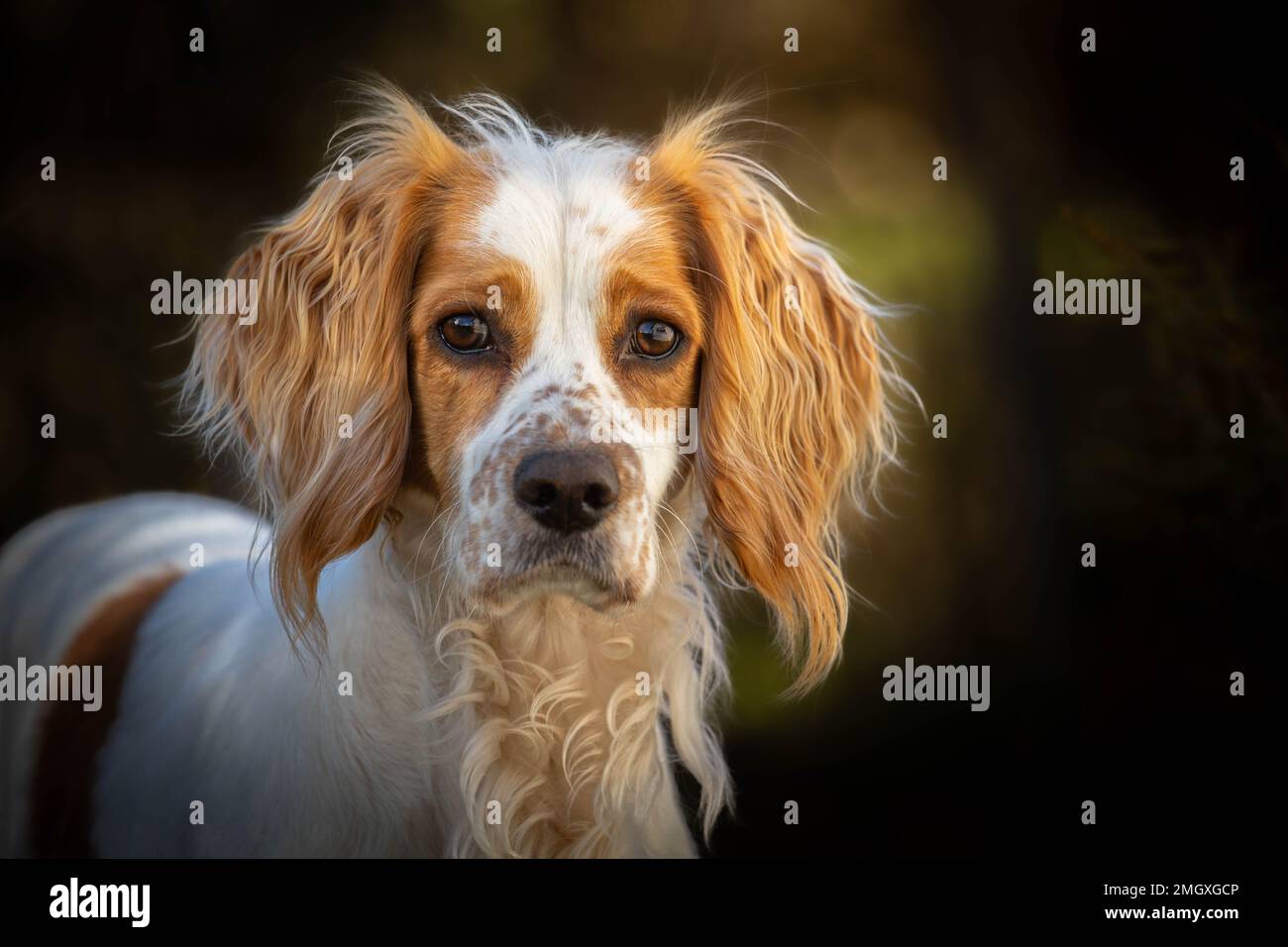 limone roan inglese cocker spaniel ritratto testa shot Foto Stock