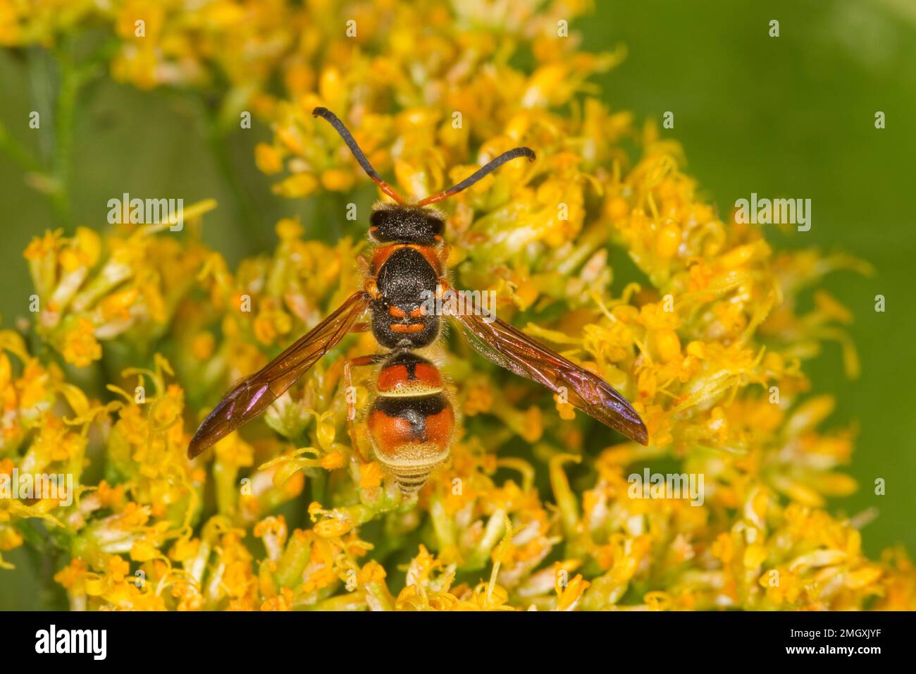 Mason Wasp, Anestrocerus lineativentris, Eumeninae, Vespidae Foto Stock