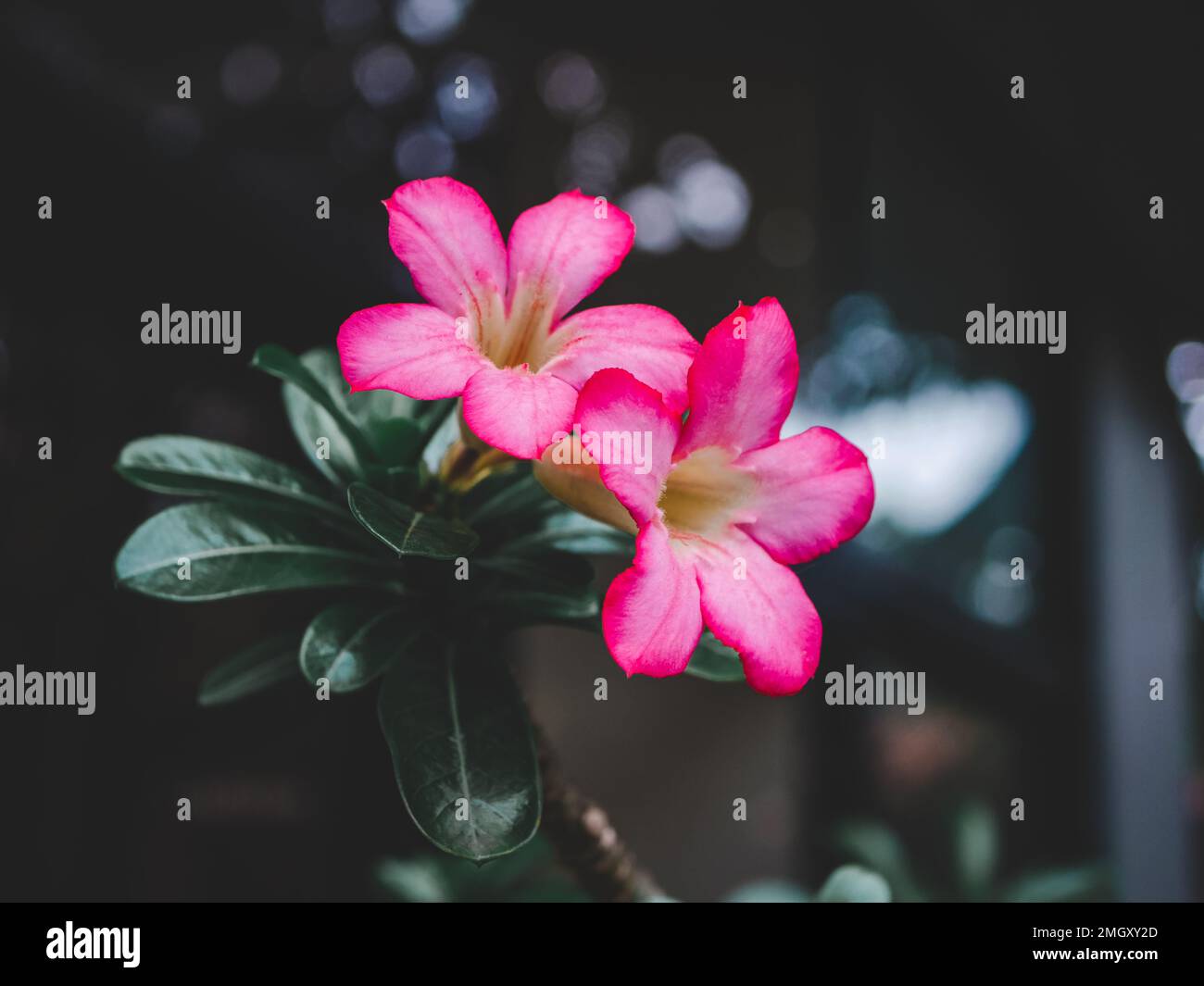 Adenium Obesum fiore. Rosa Adenium Obesum pianta. Fiore rosa. Natura sfondo Foto Stock