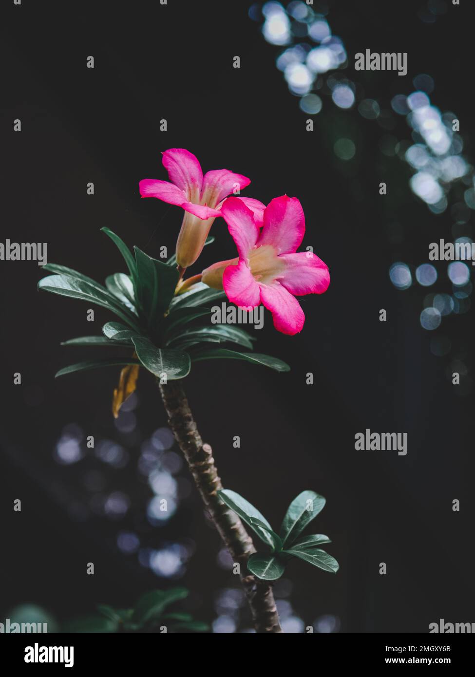 Adenium Obesum fiore. Rosa Adenium Obesum pianta. Fiore rosa. Natura sfondo Foto Stock