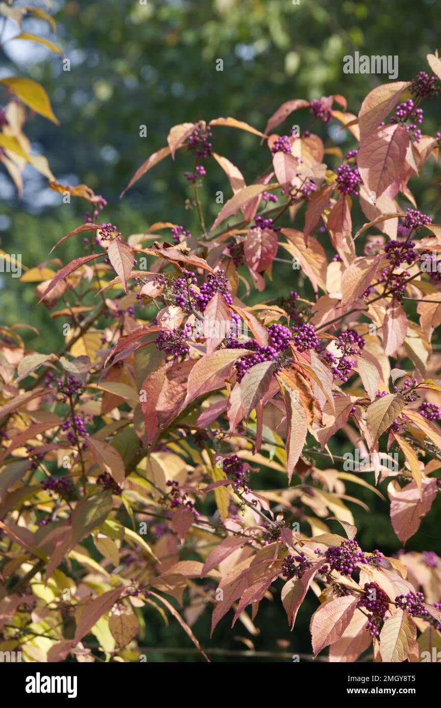 Fogliame autunnale colorato e bacche viola di Beauty Berry, noto anche come Callicarpa bodinieri in un giardino britannico, ottobre Foto Stock