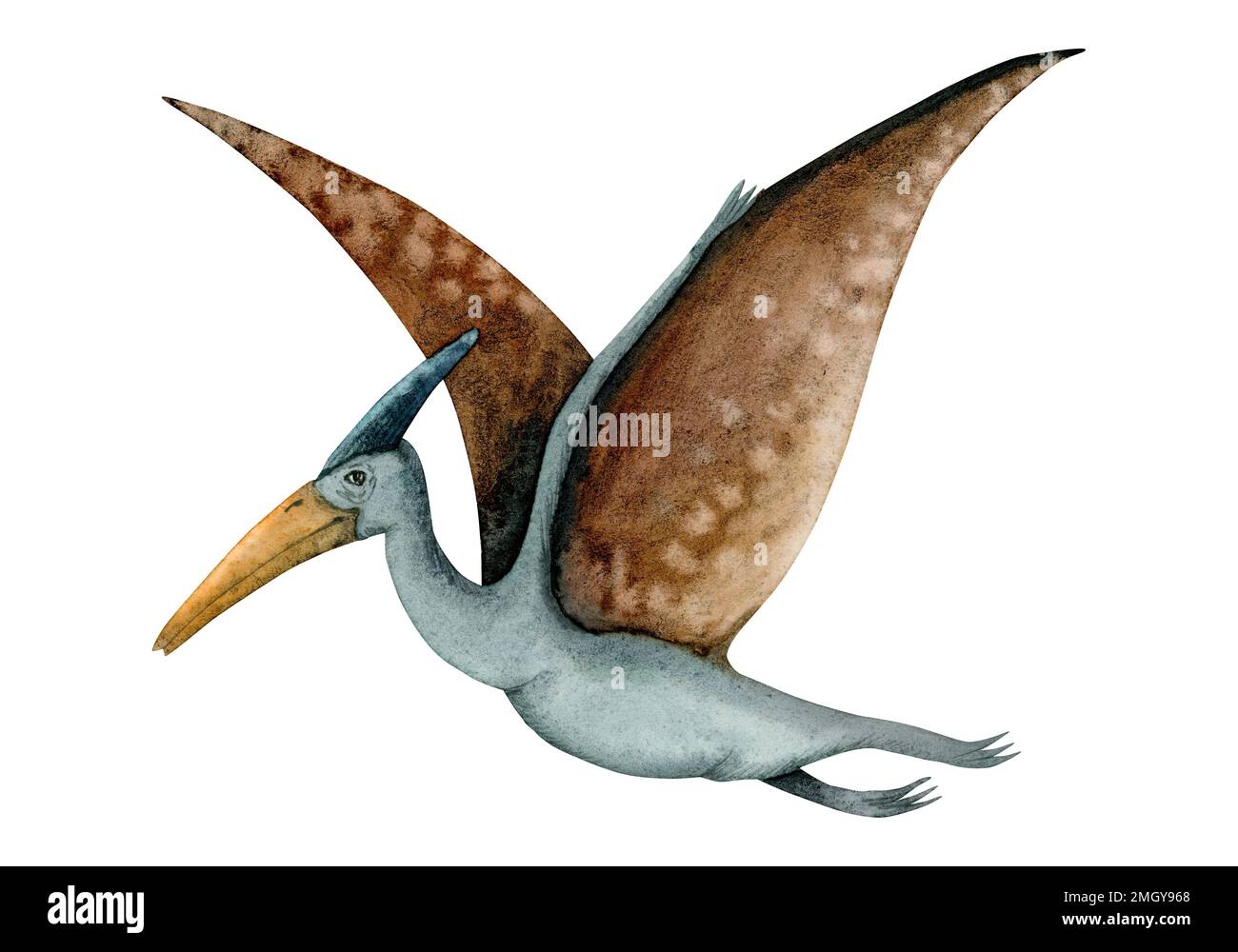 Pterodattile di colore marrone e blu. Pterosauro con ampie ali dell'era dei dinosauri isolato su sfondo bianco. Foto Stock