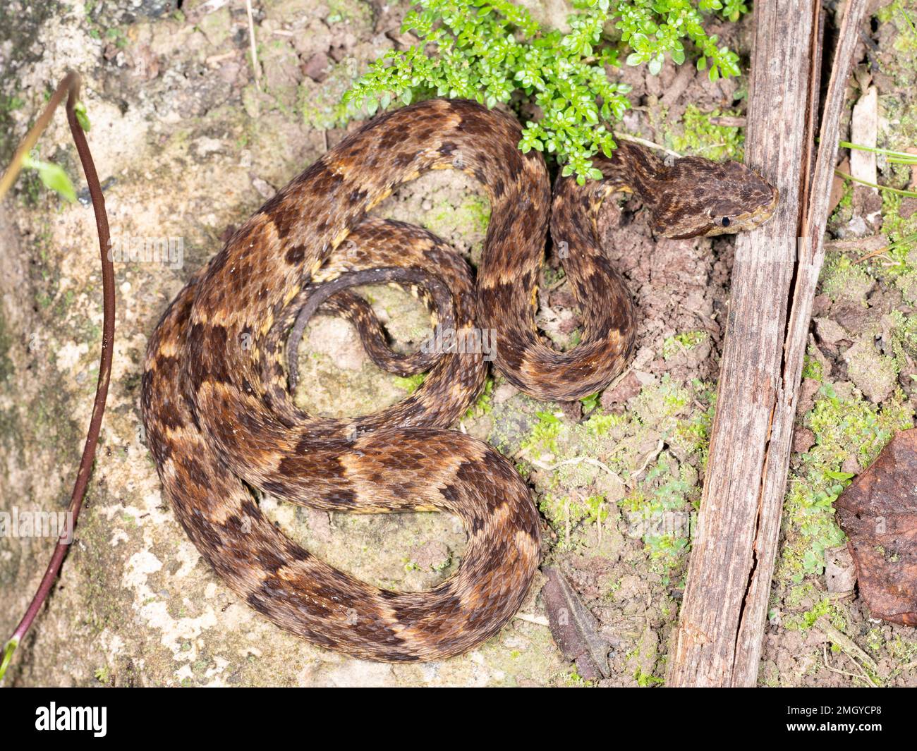 Una vipera velenosa Fer de Lance (Bothrops atrox) sul pavimento della foresta pluviale nell'Amazzonia ecuadoriana. Foto Stock