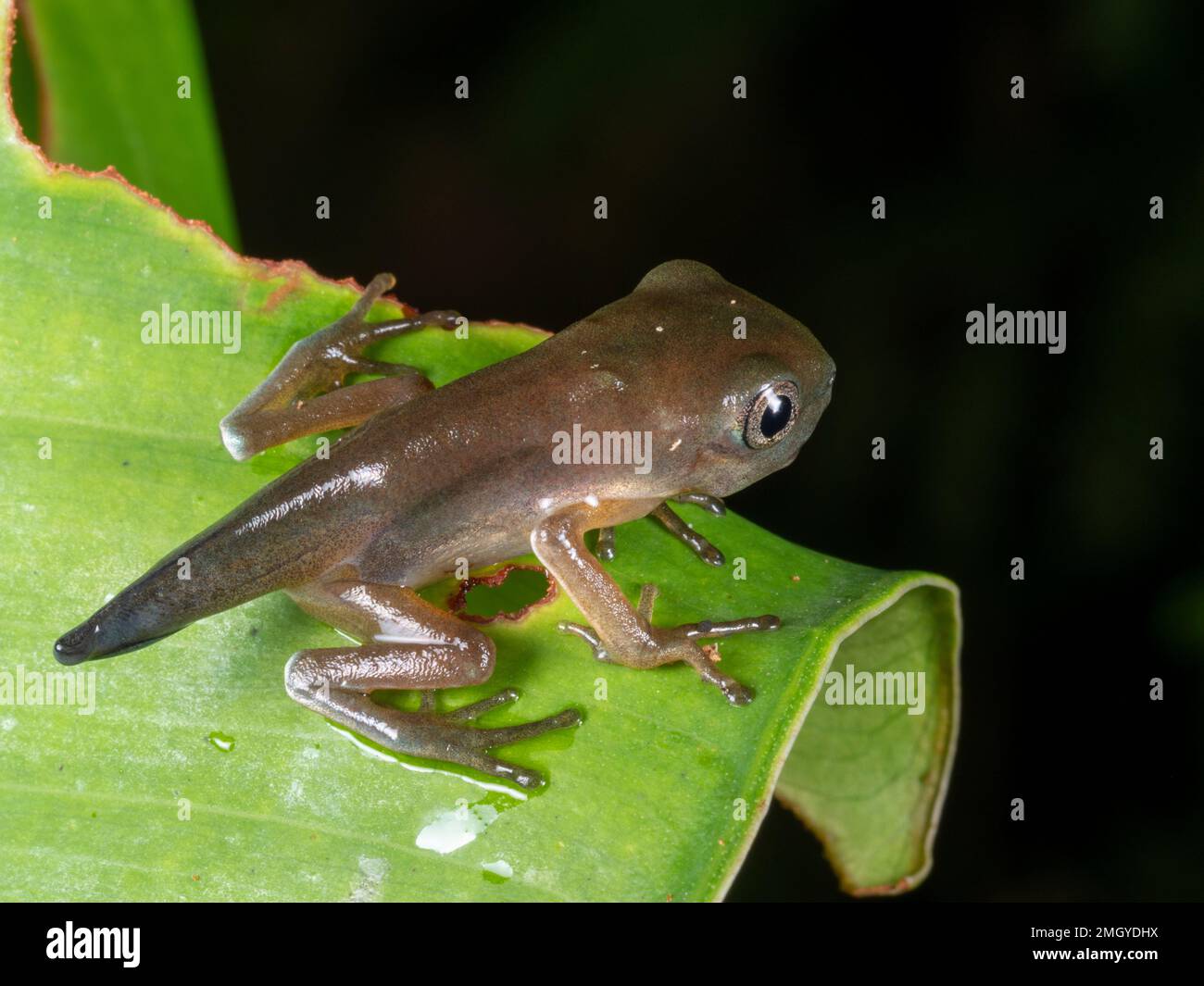 froglet di Metamorphosing della rana delle scimmie amazzoniche (Agalychnis hulli), provincia di Orellana, Ecuador Foto Stock