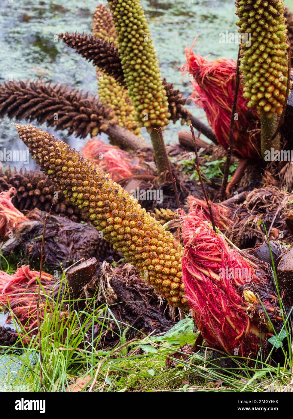 Punte di fiori invernali, semi rossi e gemme di foilage del gigante marginale perenne Gunnera manicata Foto Stock