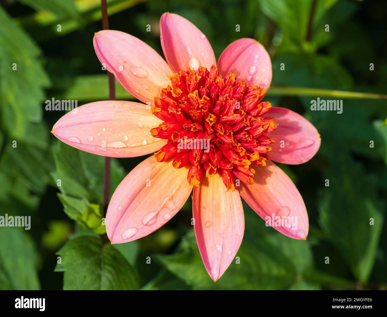 Anemone centrato rosa e arancione fiorito semi duro estate letti dahlia 'Totally Tangerine' Foto Stock