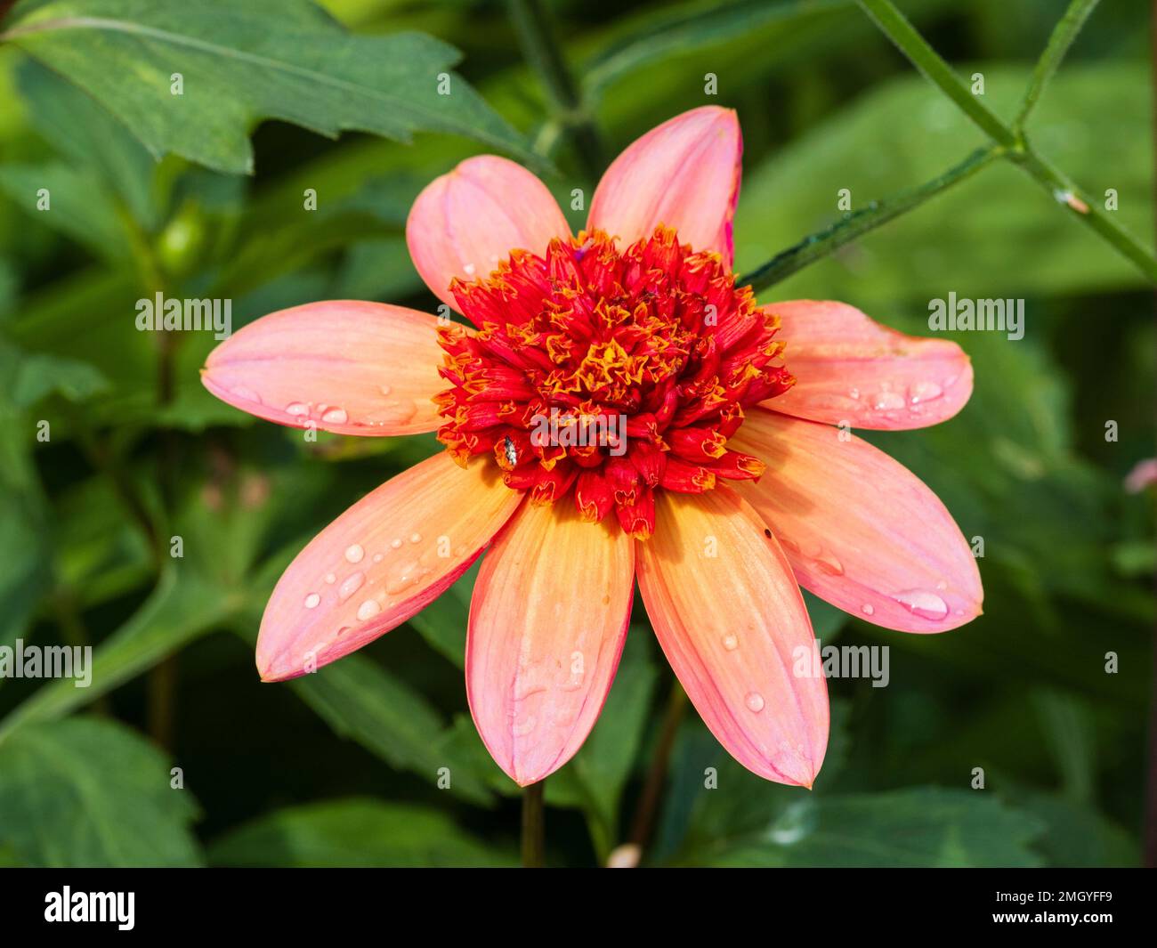 Anemone centrato rosa e arancione fiorito semi duro estate letti dahlia 'Totally Tangerine' Foto Stock