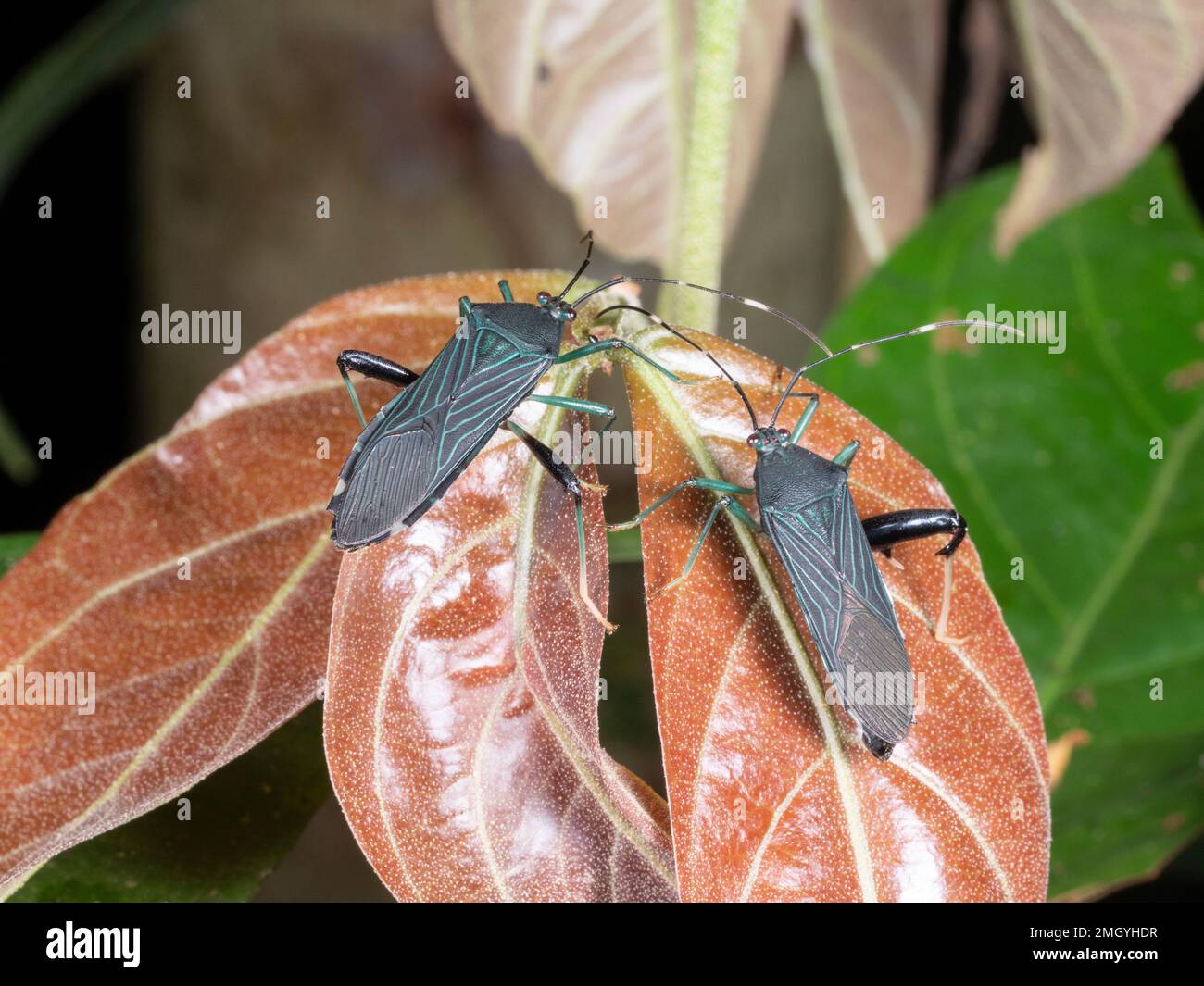 Bugs a balestra (Coreidae) su una pianta della foresta pluviale, provincia di Orellana, Ecuador Foto Stock