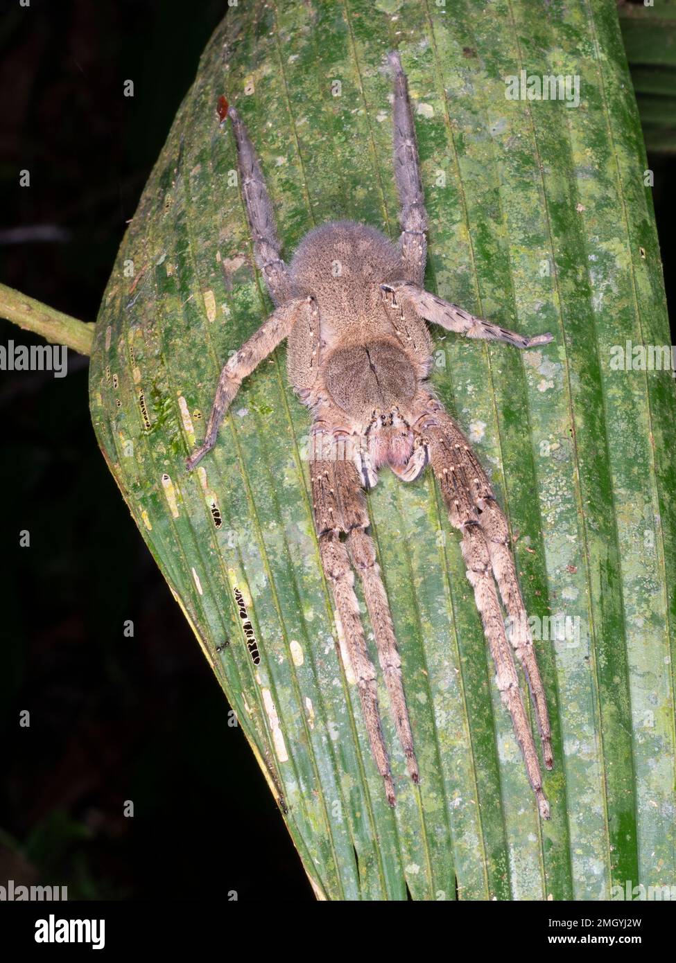 Il selvaggio Spider Brazilian Wandering (Phoneutria fera) su una foglia di palma nella foresta pluviale, provincia di Orellana, Ecuador Foto Stock
