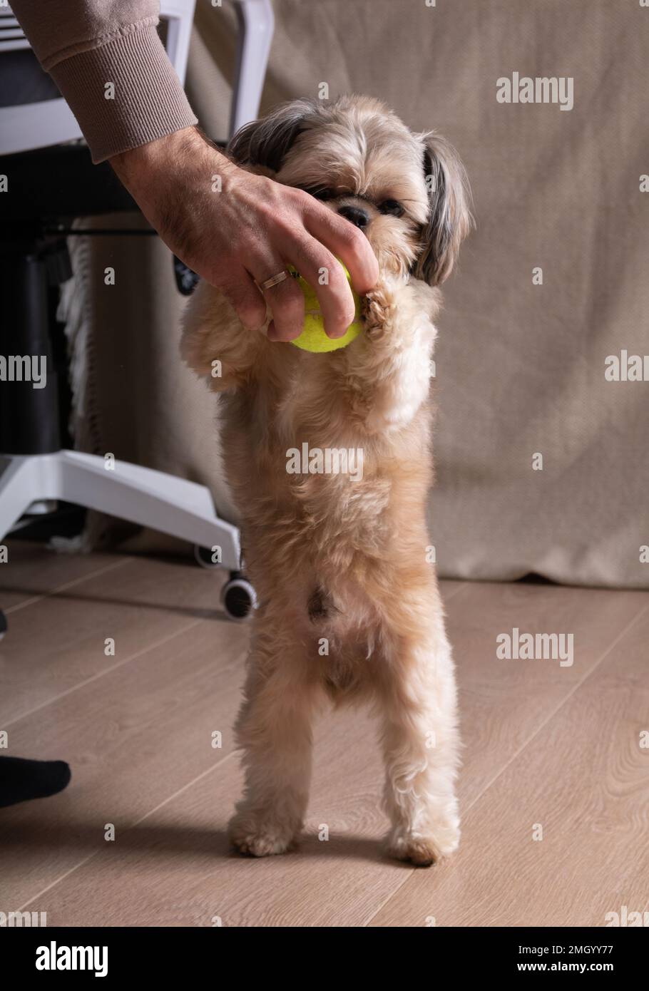 Foto uomo e Shih Tzu cane divertirsi giocando con una palla da tennis Foto Stock