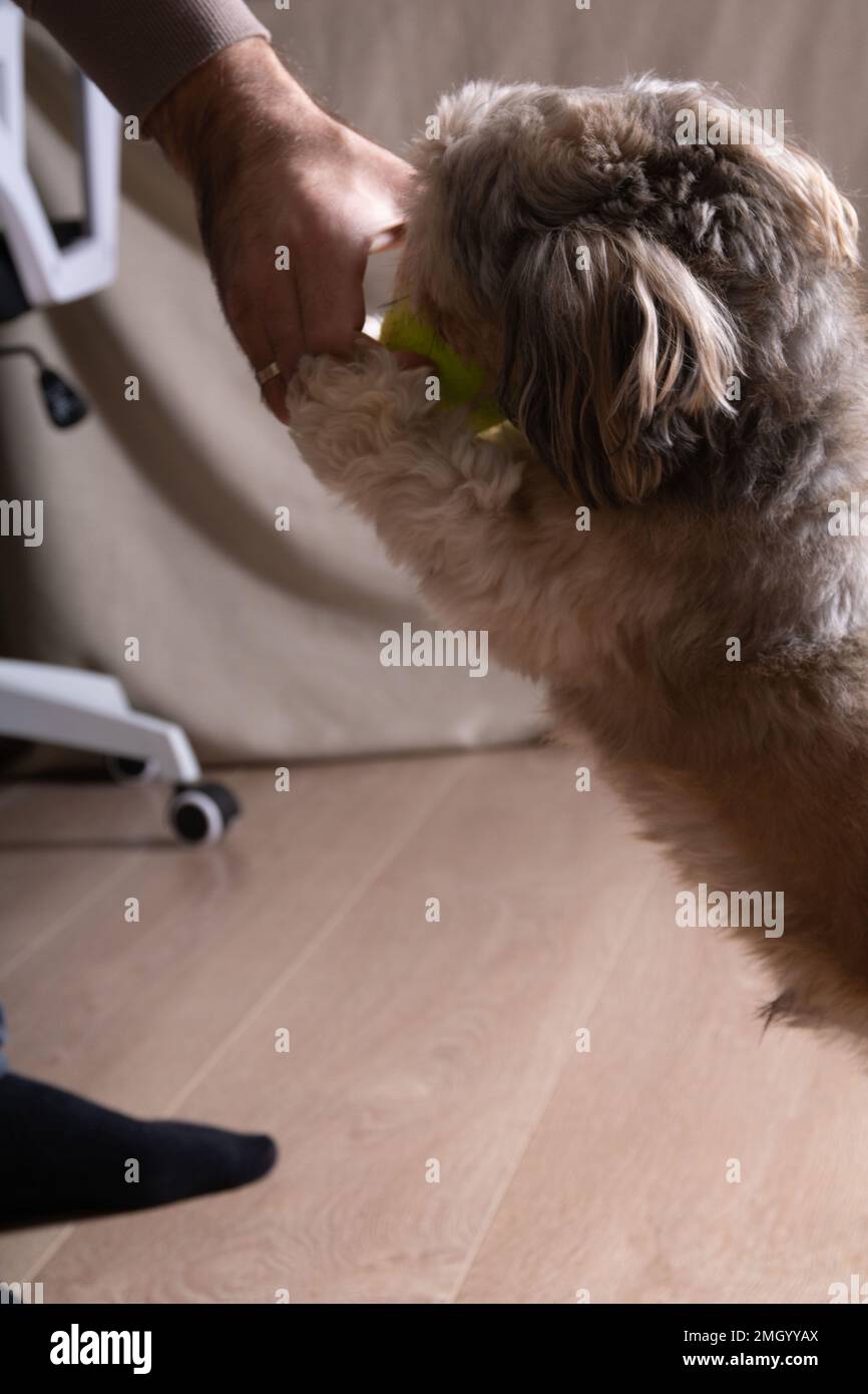 foto uomo e cane giocando con una palla da tennis a casa Foto Stock