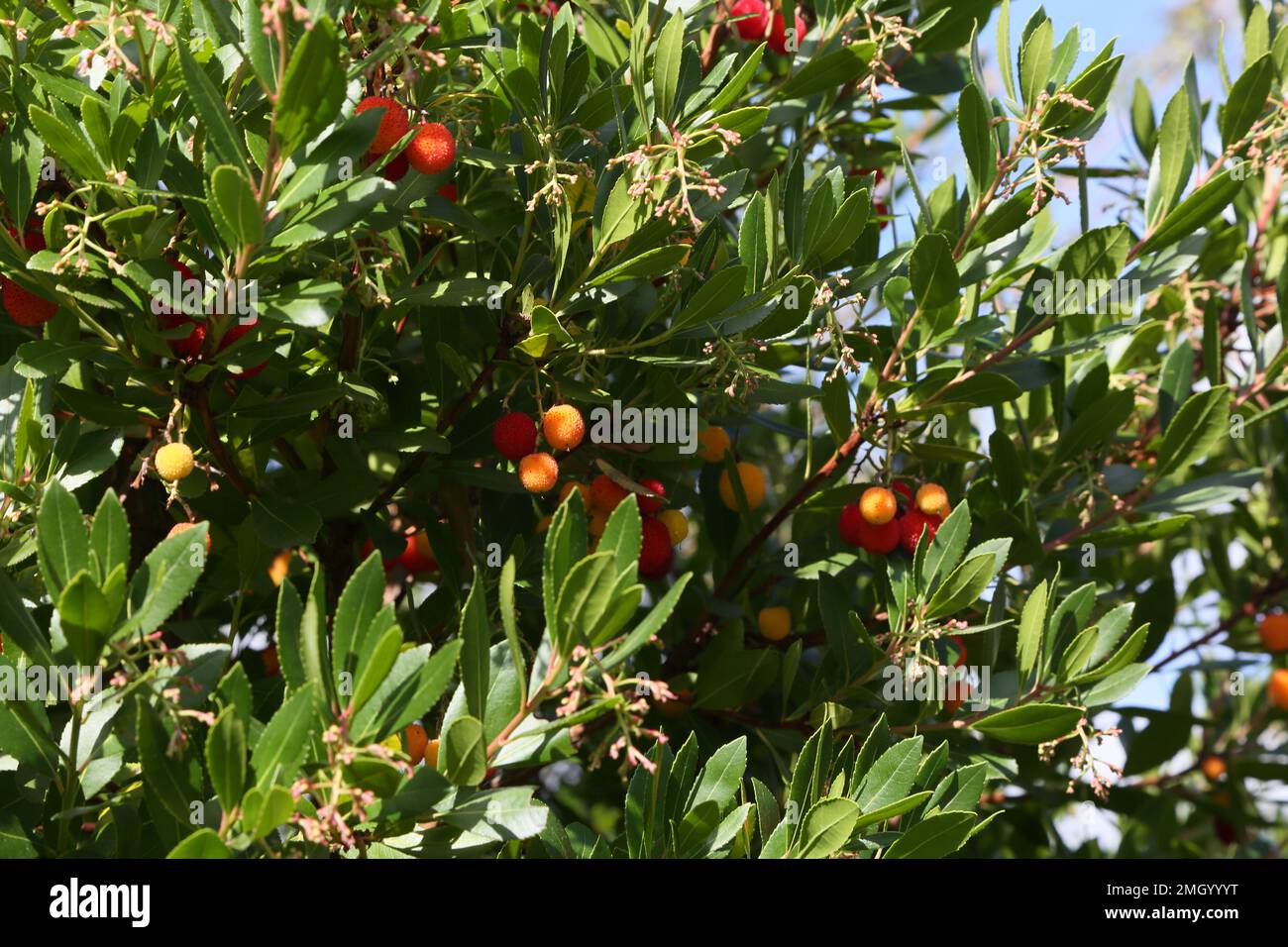 L'albero di fragola (Arbutus unedo) è un arbusto sempreverde o un piccolo albero della famiglia Ericaceae, originario della regione mediterranea e dell'Europa occidentale. Th Foto Stock