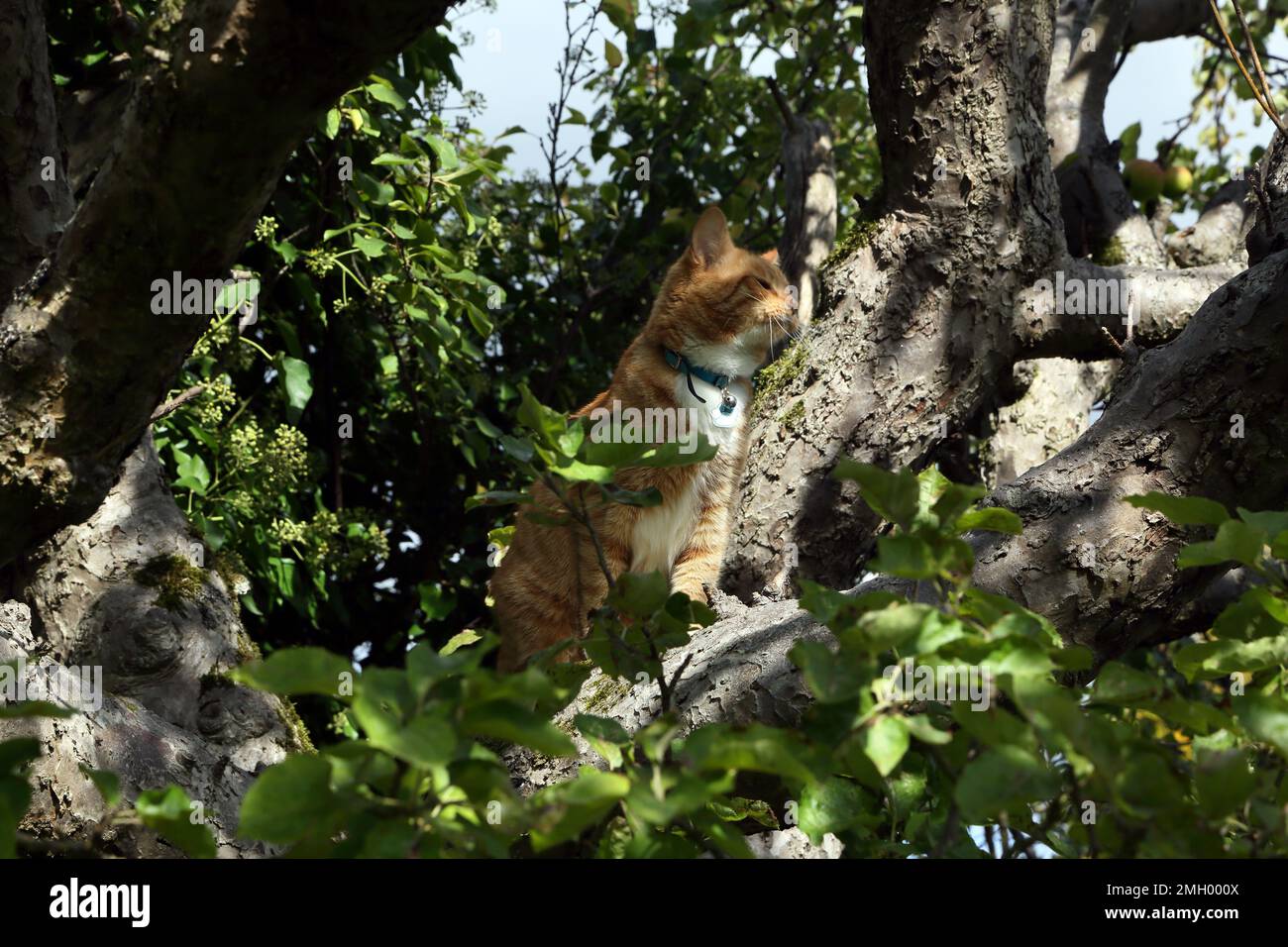 Zenzero e gatto bianco Tom seduto in albero godendo il sole in Garden Surrey Inghilterra Foto Stock