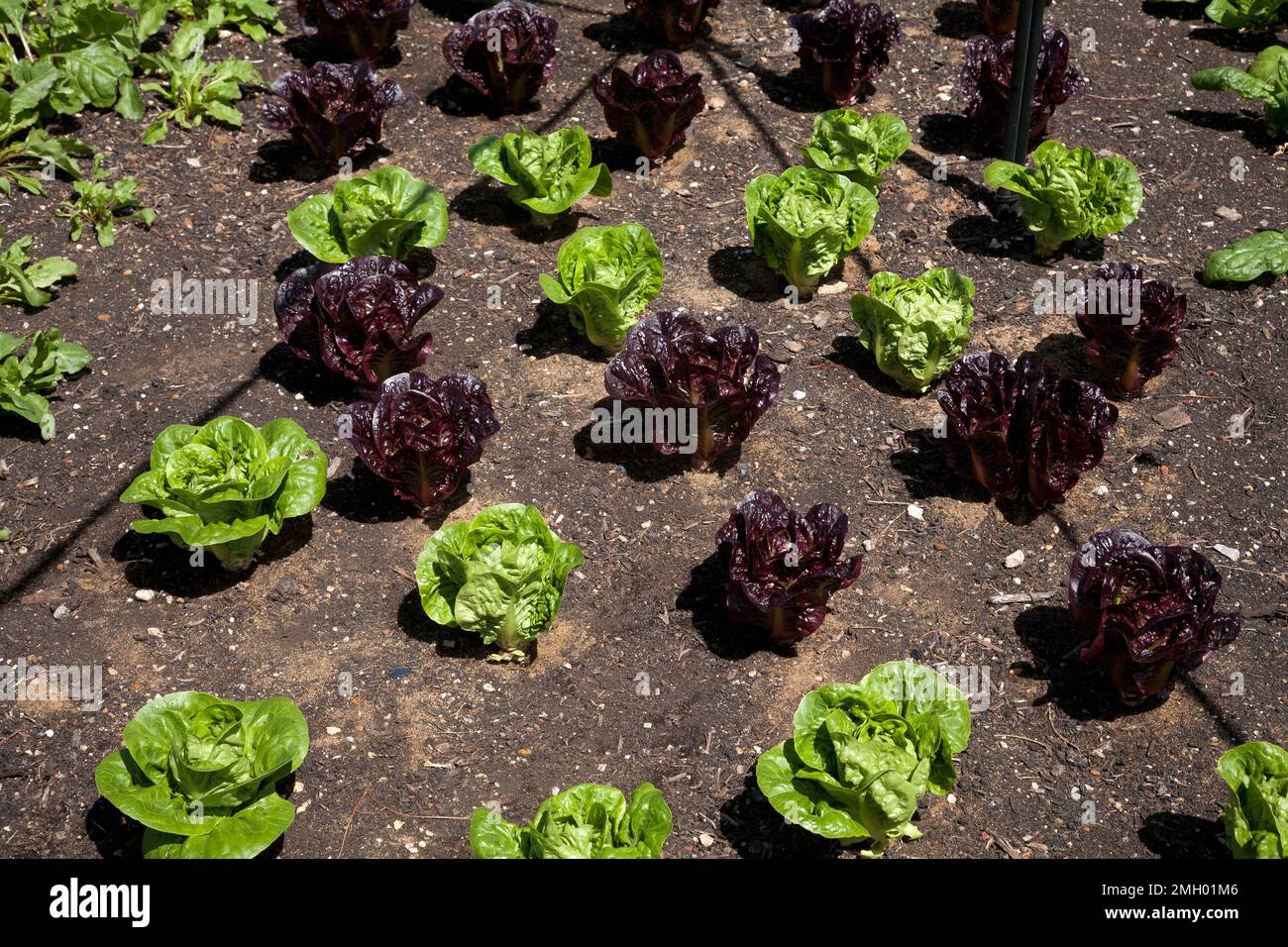 lattughe testa di farfalla che crescono in file a wisley surrey inghilterra Foto Stock