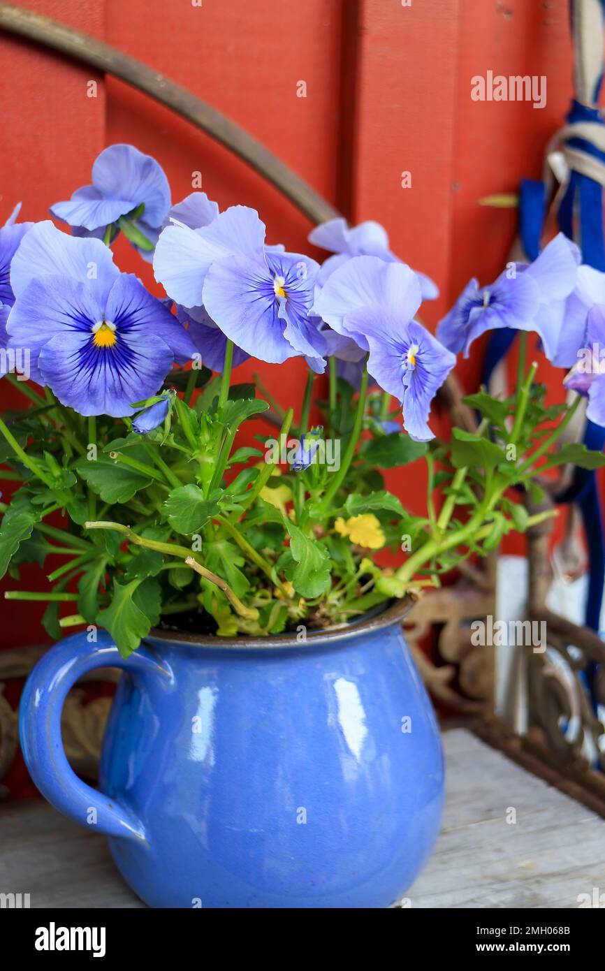 Decorazioni all'aperto, pantas blu in vaso blu Foto Stock