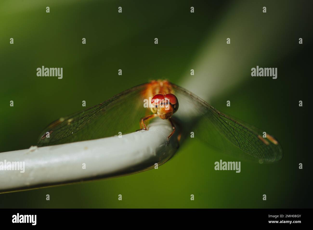 In prossimità di una libellula Foto Stock