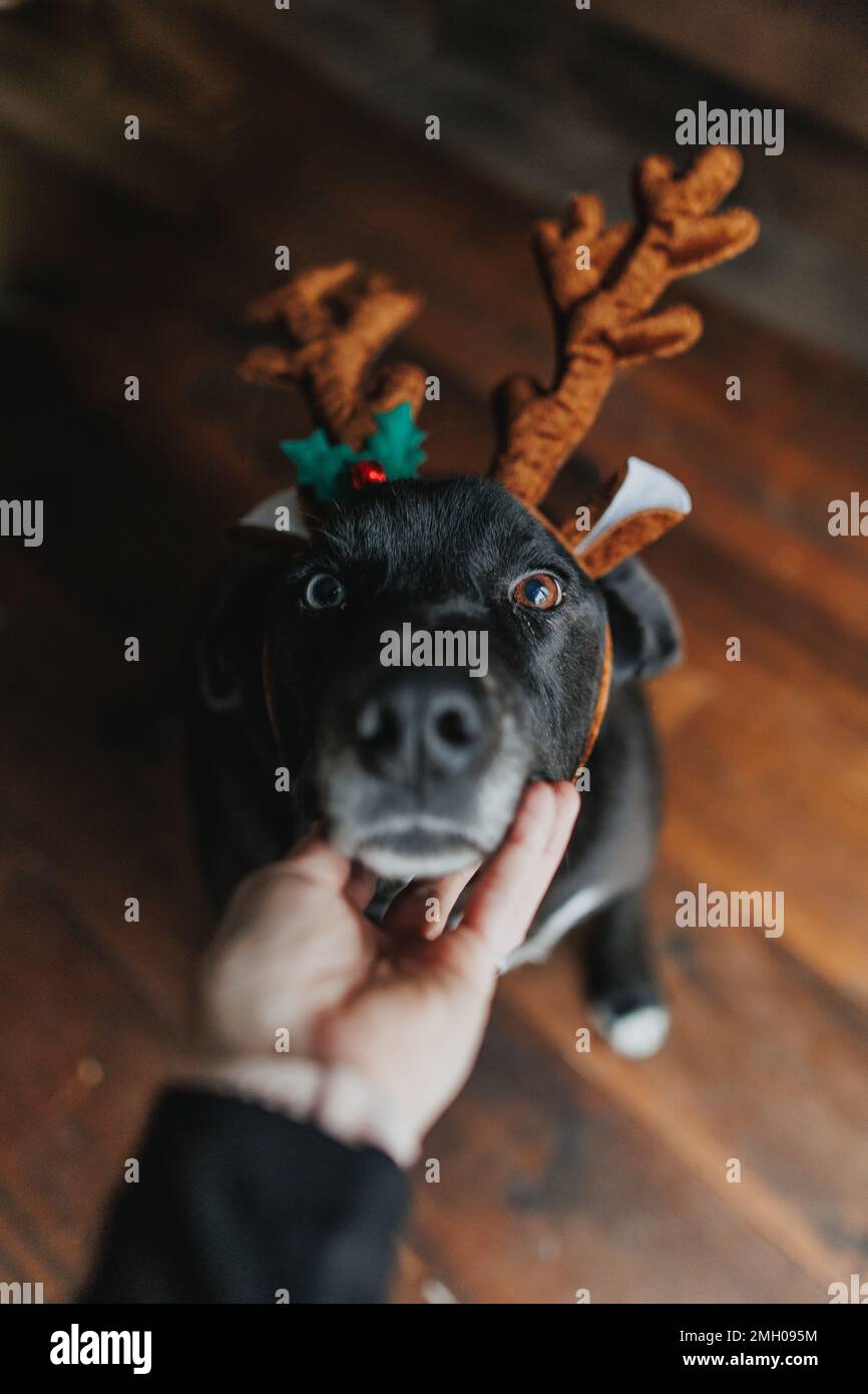 mano su una faccia di cani che indossa corna di renne Foto Stock