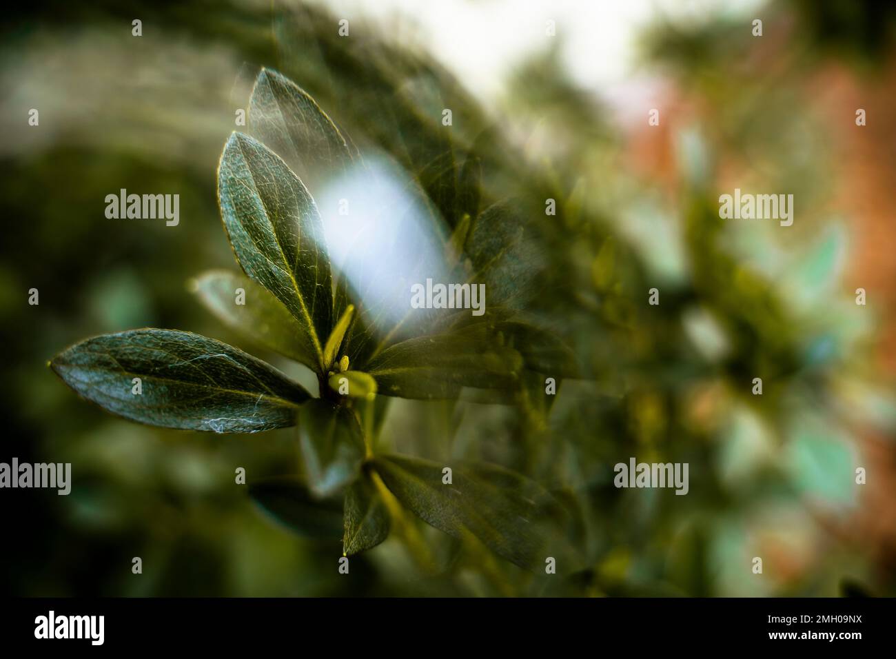 Primo piano Green Leaf Plant alla luce del sole con Crystal Blur Foto Stock