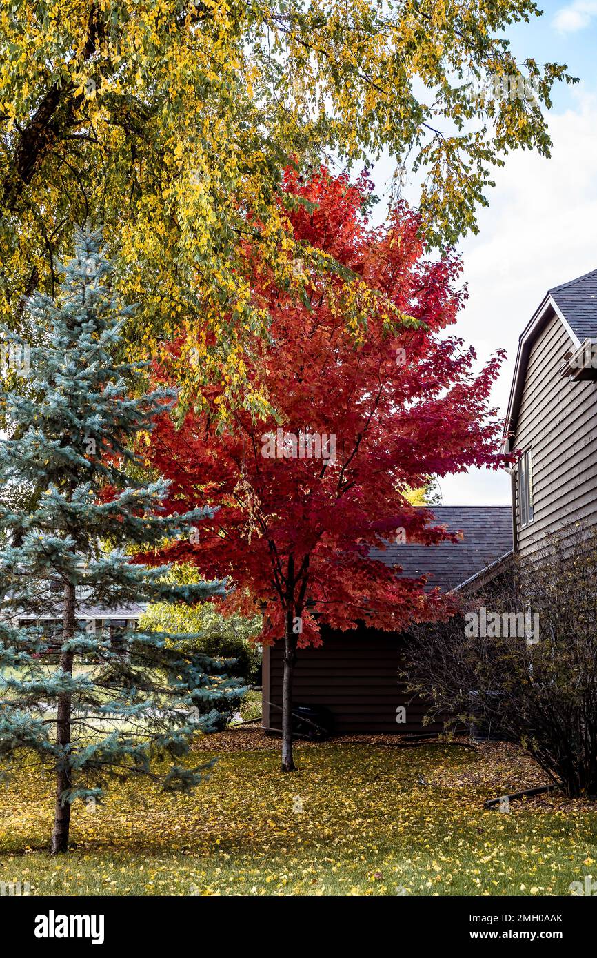 Albero rosso brillante sul lato della casa di Suburban in autunno Foto Stock