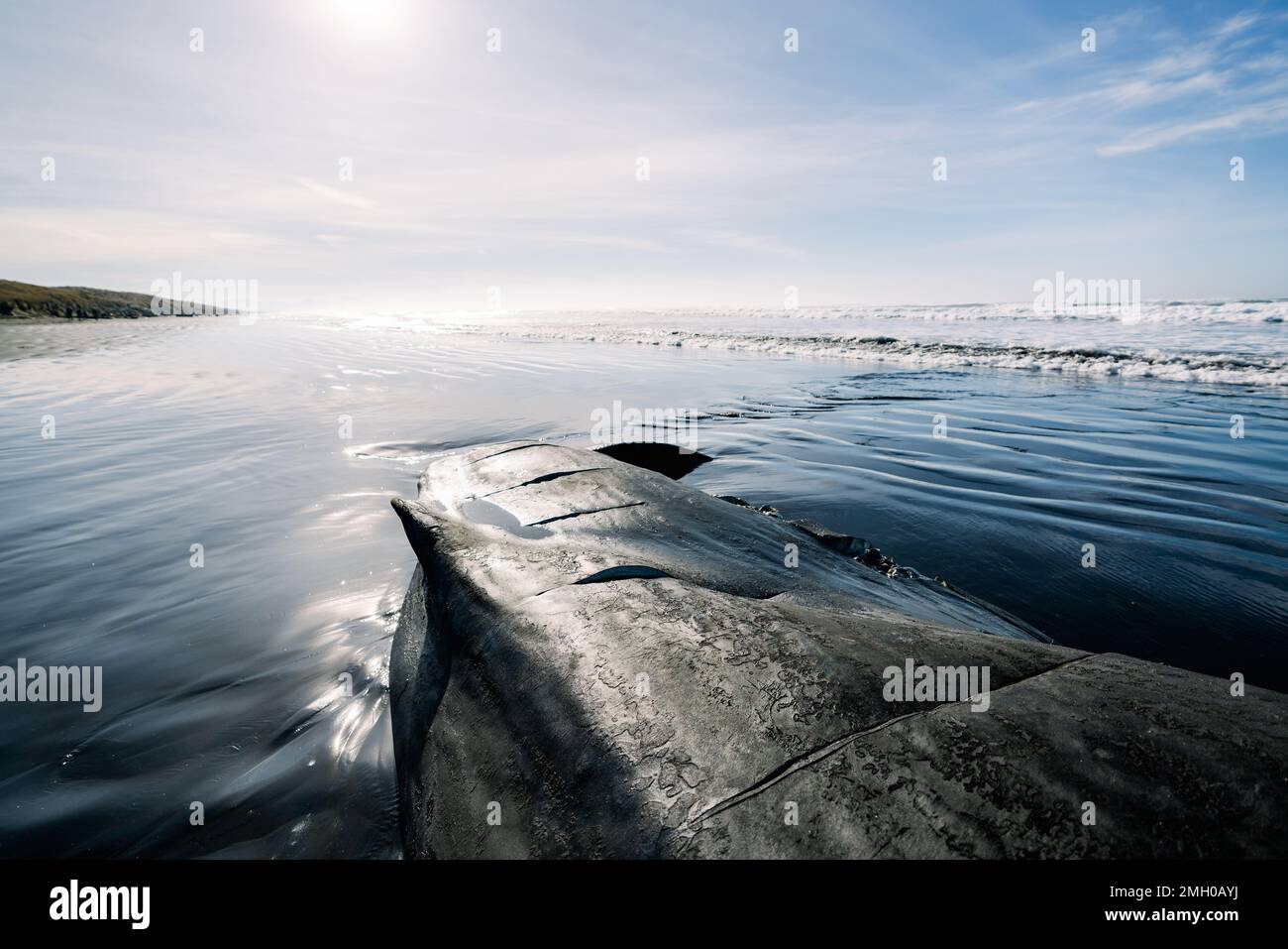 Vista ravvicinata di una balena spermatica deceduta con segni di necroscopia Foto Stock