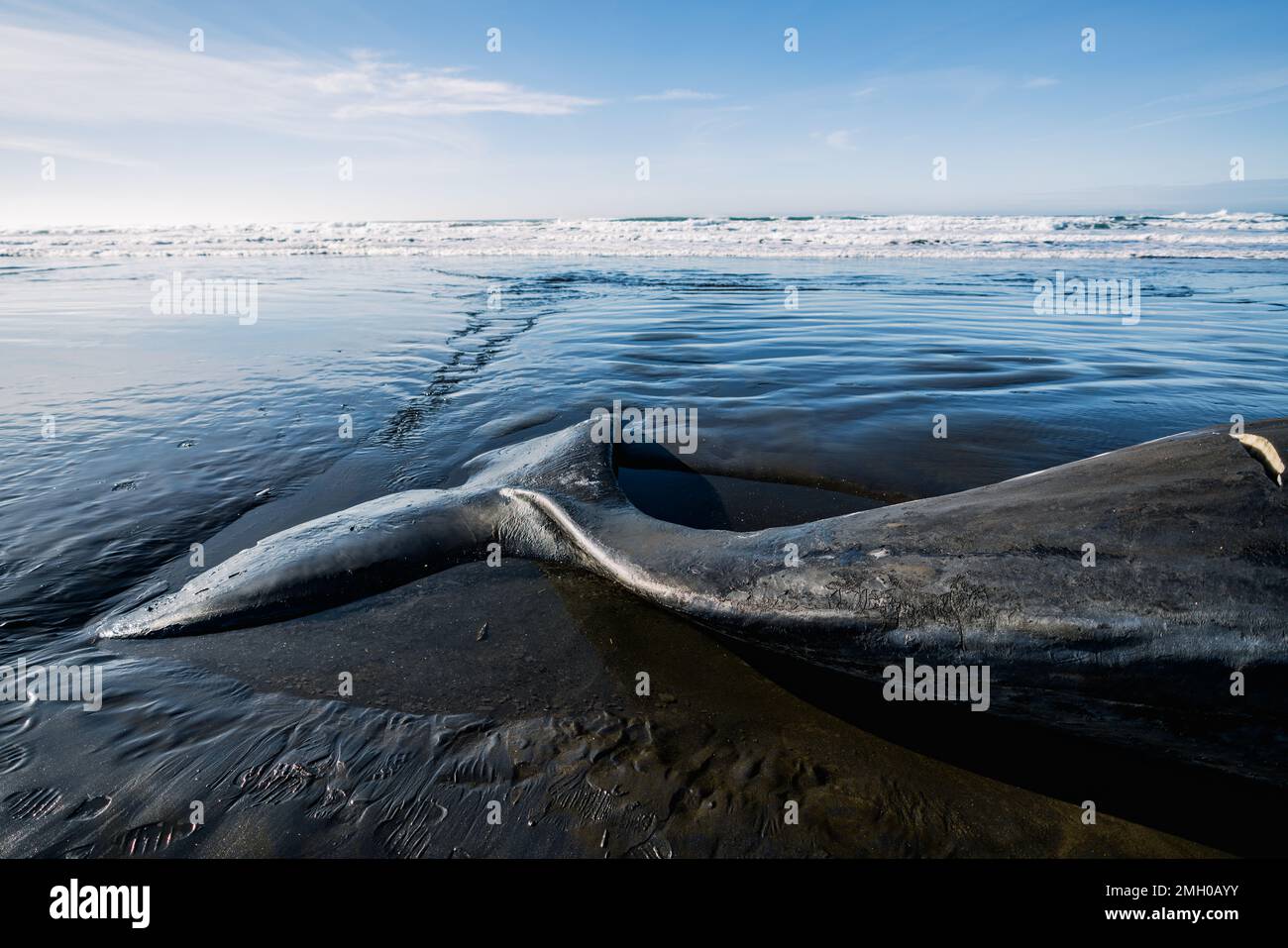 Vista ritagliata della coda di una grande balena spermatica sulla costa dell'Oregon Foto Stock