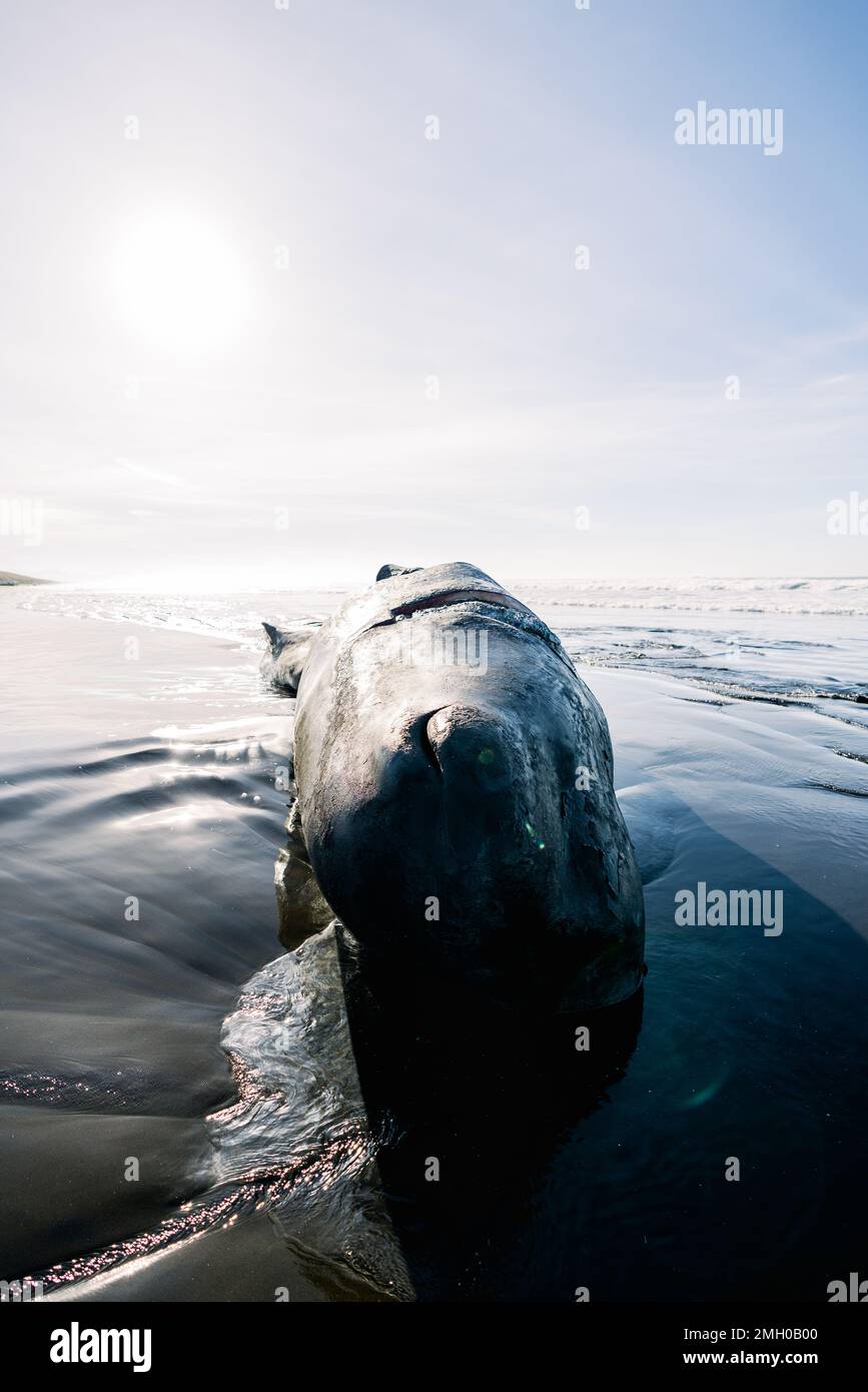 Vista completa di una balena spermatica deceduta sulla costa dell'Oregon Foto Stock
