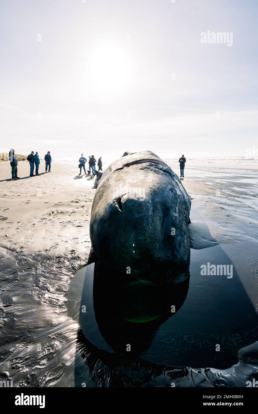 Vista grandangolare delle persone che vedono una balena spermatica morta Foto Stock