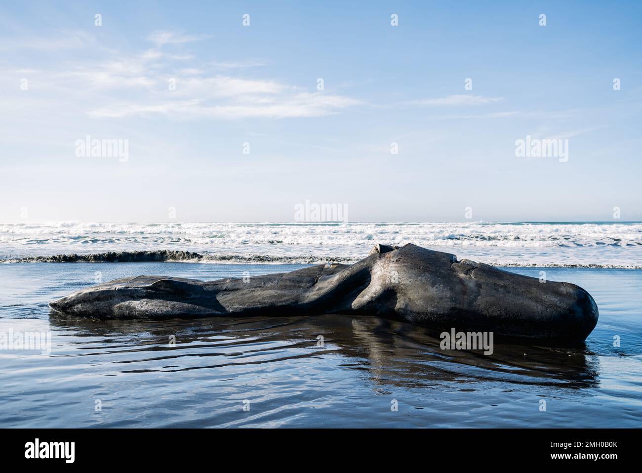 Vista a tutta lunghezza di una balena grigia bagnata sulla costa dell'Oregon Foto Stock