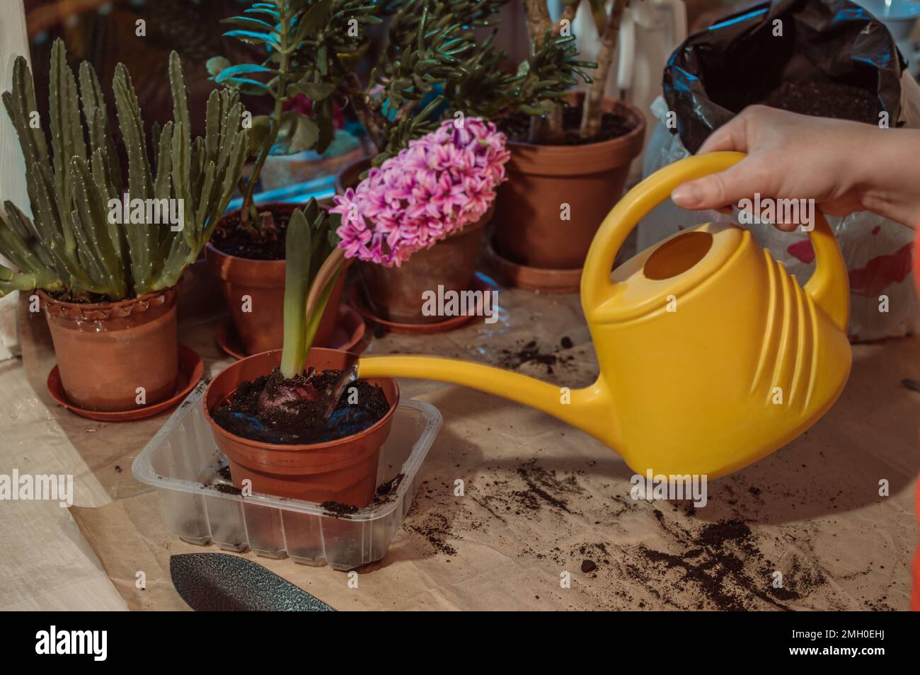 Annaffiatura giacinto lilla in vaso di plastica Foto Stock