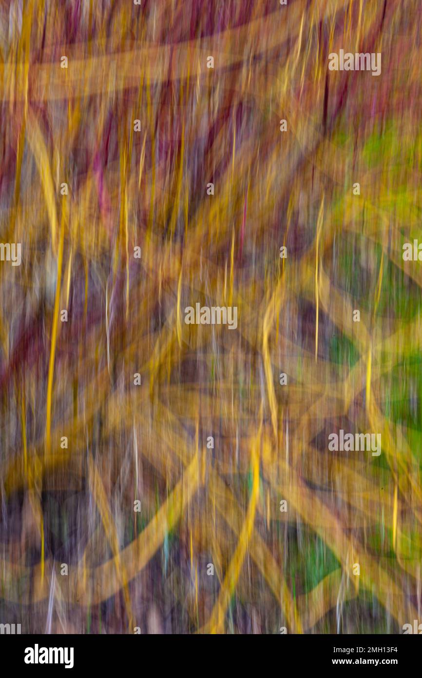 Movimento intenzionale della telecamera con rami rossi e gialli di un piccolo arbusto Foto Stock