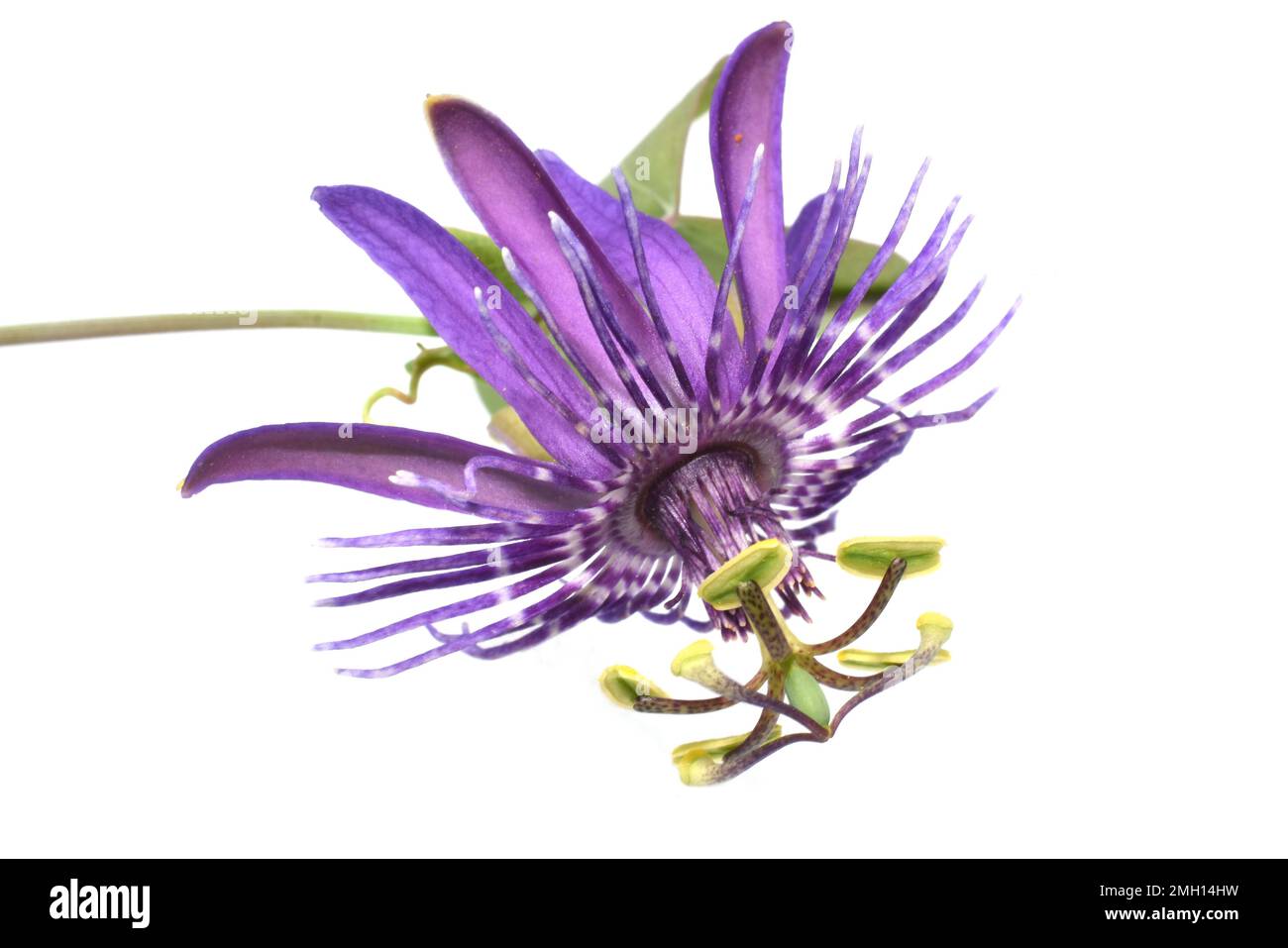 Primo piano su un singolo fiore di passionfiori viola su sfondo bianco Foto Stock