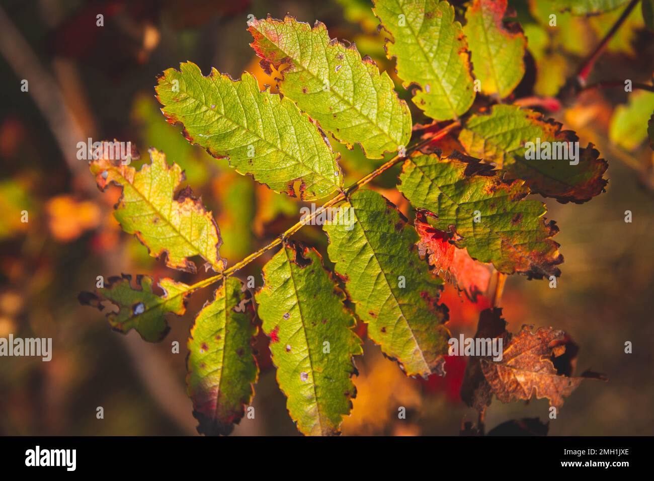 Belle foglie d'autunno multicolore di alberi. Natura autunnale in diverse tonalità di colore. Foto Stock