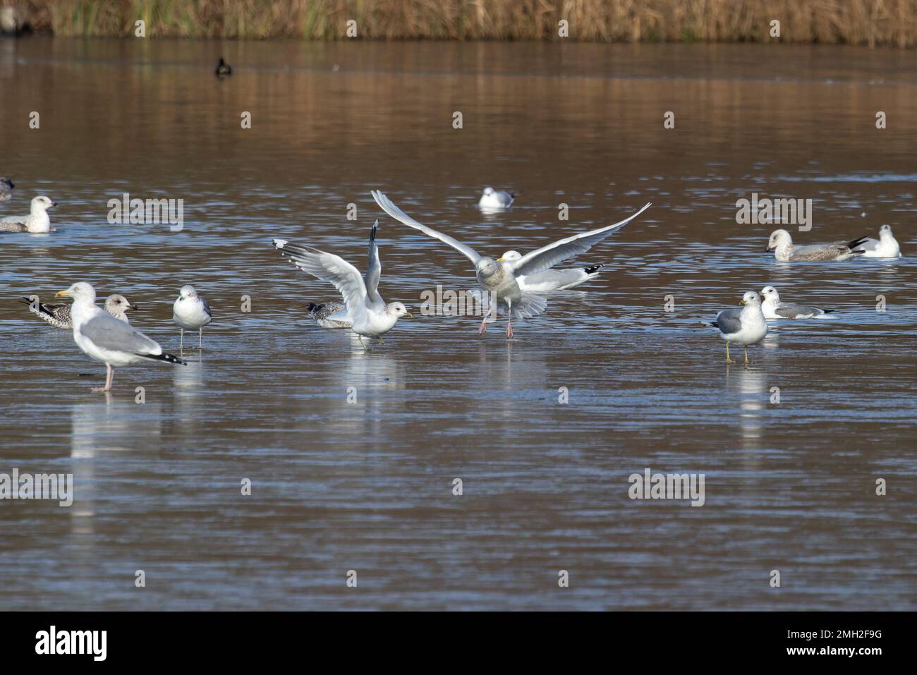 Iceland Gull (Larus glaucoides) con gregge di aringhe e gabbiani neri Whitlingham CP Norfolk UK GB gennaio 2023 Foto Stock