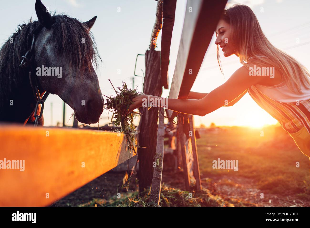 Contadino che alimenta i cavalli con l'erba nel cortile della fattoria al tramonto. Bovini mangiare e camminare all'aperto. Foto Stock