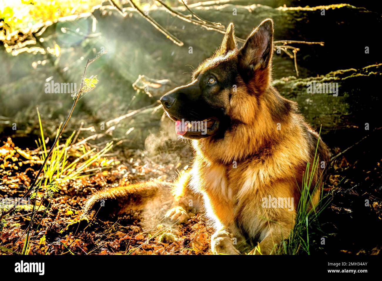 Il Pastore tedesco è un cane intelligente e affettuoso con molta etica lavorativa Foto Stock